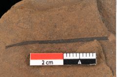 Foto (Detailansicht) von Widdringtonia ungeri Endl. (NHMW-GEO-2024-0188-0128)